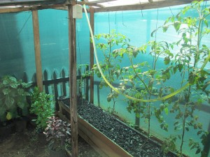 my tomatoes will be here soon...