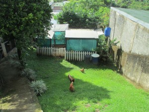 My backyard hydroponic garden...and chickens...