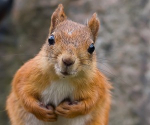 squirrel-like behaviour