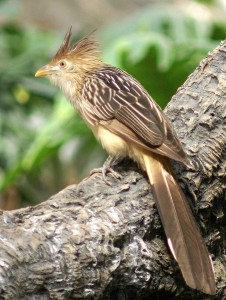 cuckoo - not in my nest!